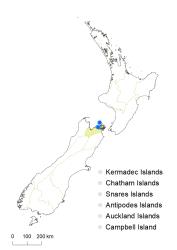 Veronica rigidula var. sulcata distribution map based on databased records at AK, CHR & WELT.
 Image: K.Boardman © Landcare Research 2022 CC-BY 4.0